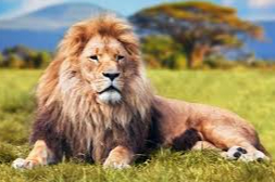 Antalya’da Paniğe Sebep Olan “Zeus” Kaçışı