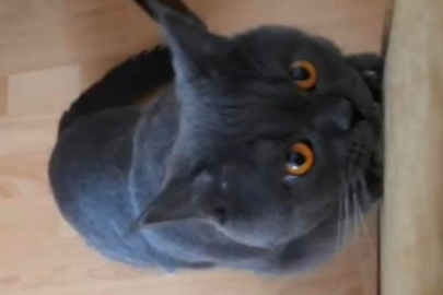 Kütahya’da Kayıp Kedi Alarmı: Lucky’yi Gören Var mı?