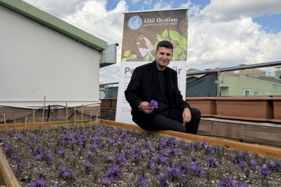 Ülkü Ocakları Genel Merkezi'nin Terasında Safran Hasadı!