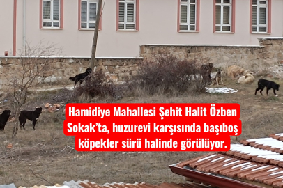 Huzurevi Karşısında Başıboş Köpek Tedirginliği